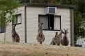 234 Halls Gap, kangoeroes